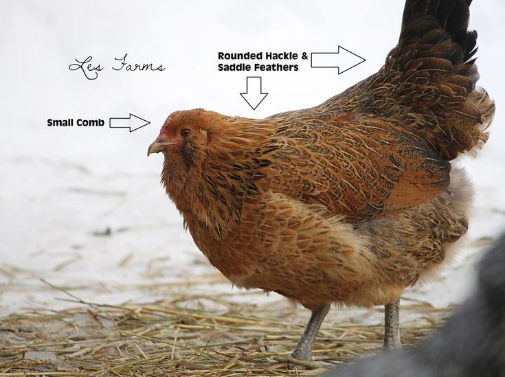 a brown chicken standing on top of dry grass