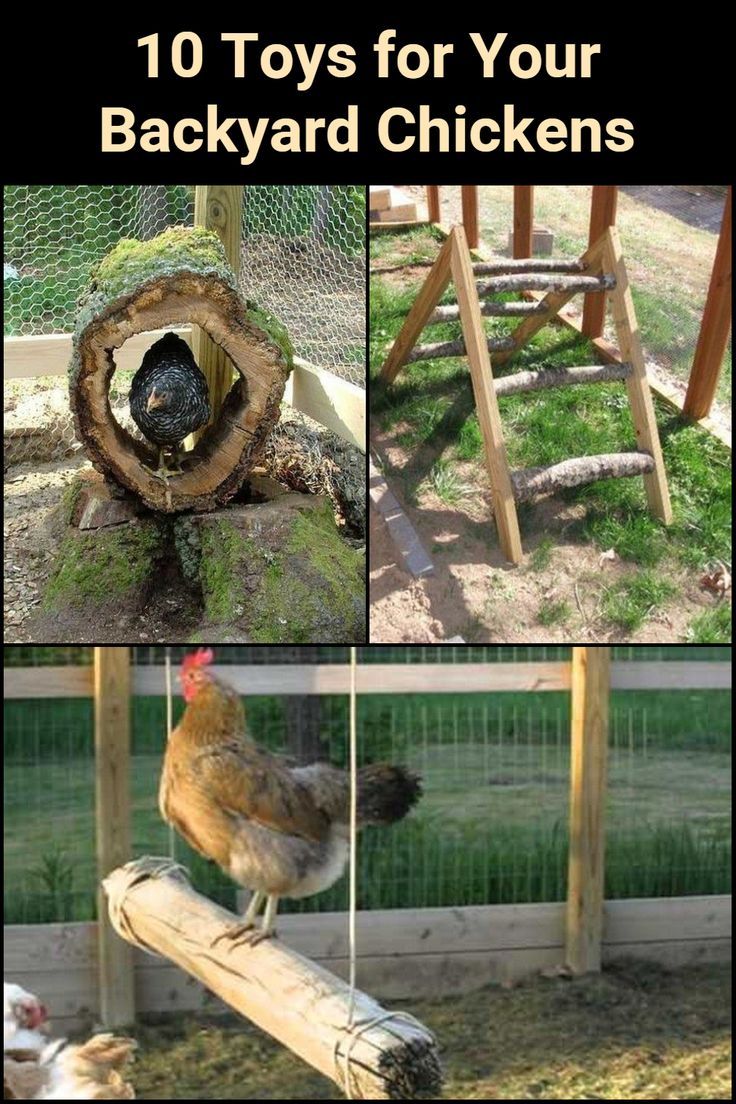 chickens in their backyard with the words 10 toys for your backyard chickens on top of them