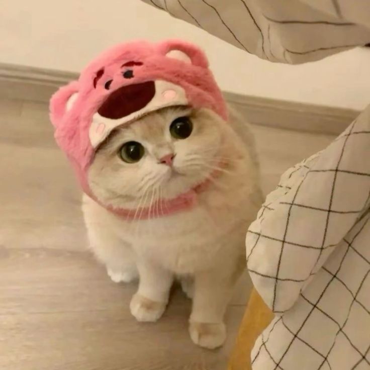 a white cat wearing a pink bear hat