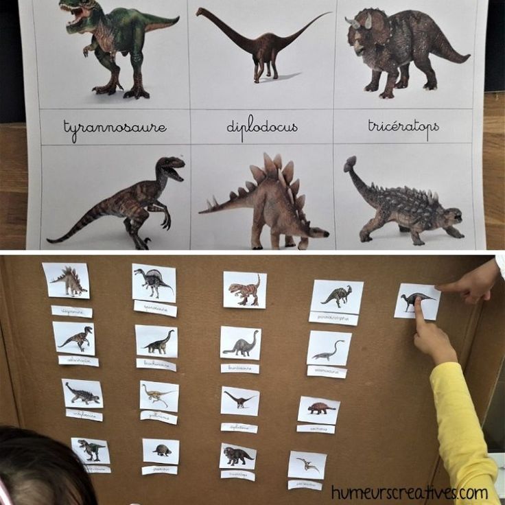 two pictures of different dinosaurs on a bulletin board