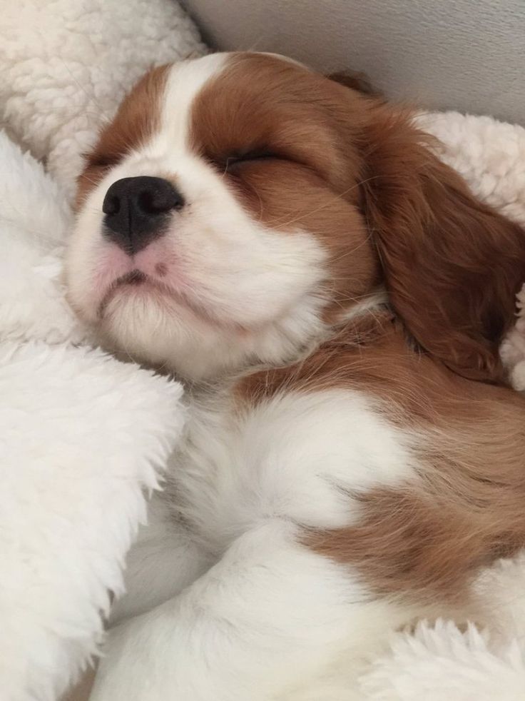 a small brown and white dog laying on top of a bed covered in fluffy blankets