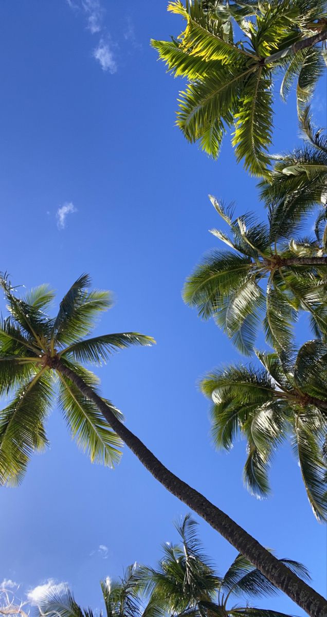 two palm trees reaching up into the blue sky