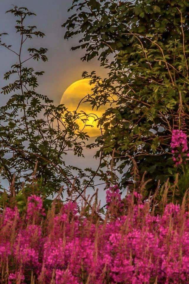 the full moon is shining in the sky above some purple flowers and trees with good morning written on it