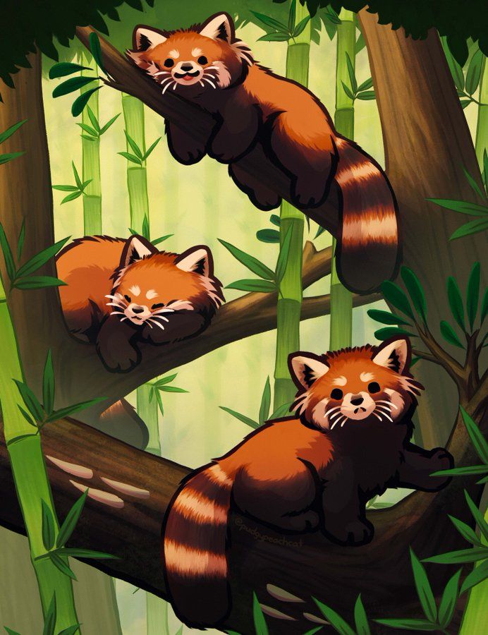 two red pandas are sitting in the bamboo trees and one is laying on its back