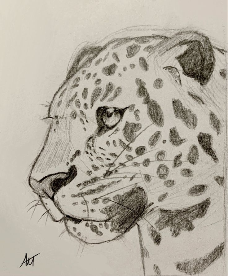 a pencil drawing of a cheetah's head with spots on its fur