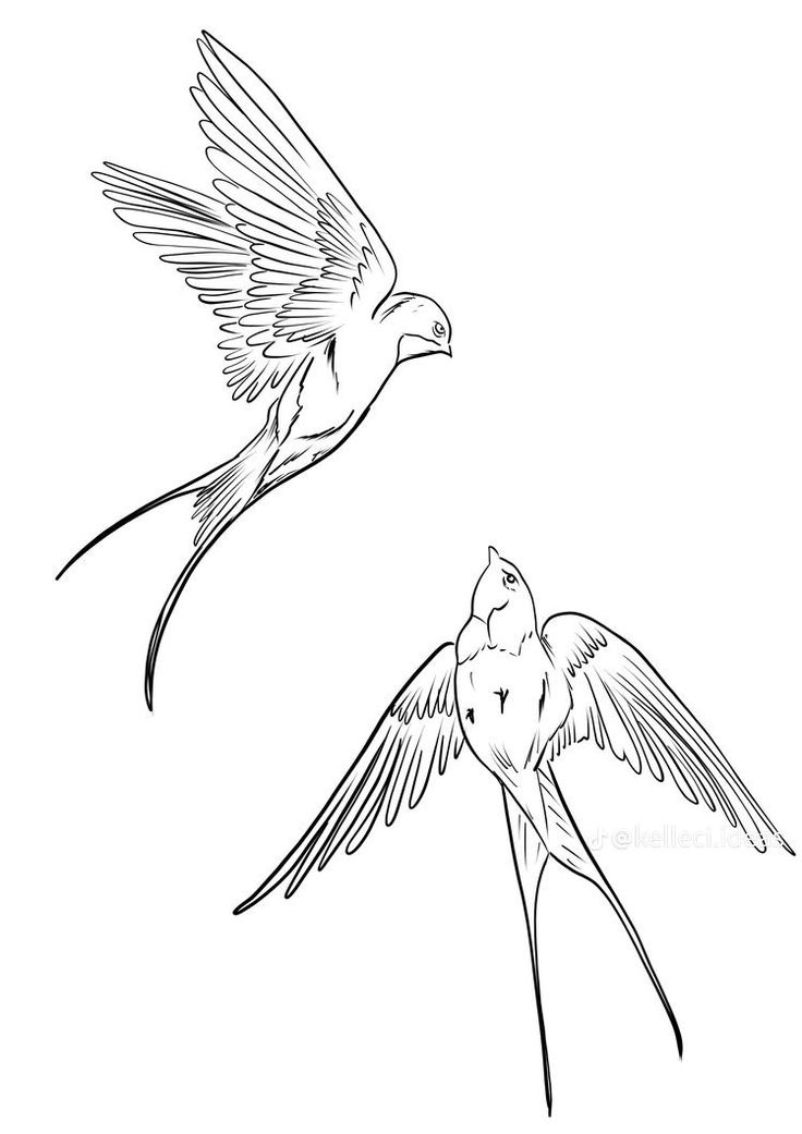 two birds flying side by side in the air with their wings spread out and facing each other