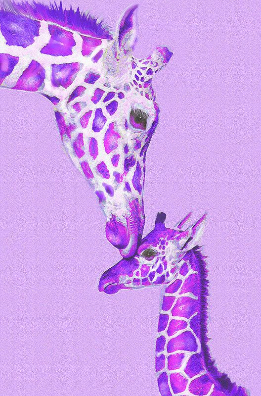 two giraffes standing next to each other on a purple background