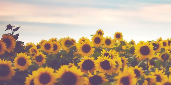 a field full of yellow sunflowers under a blue sky