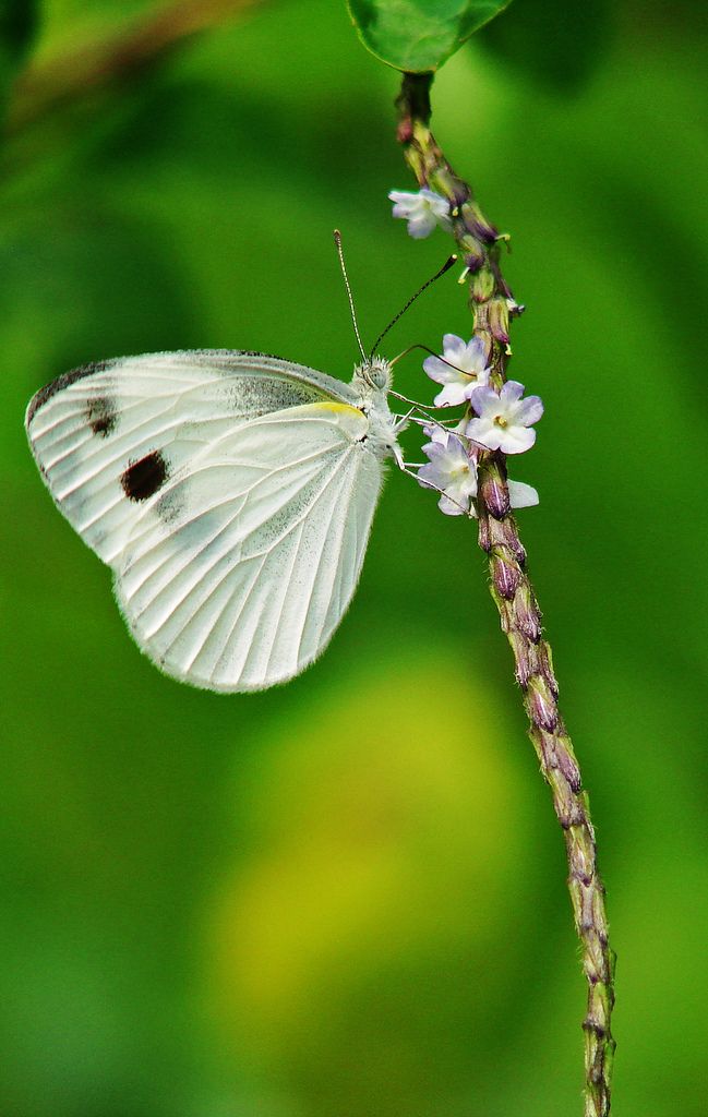 ღღღ Angel Butterfly, Butterfly Beautiful, White Butterflies, Flying Flowers, Moth Caterpillar, Butterflies Flying, Butterfly Kisses, White Bird, White Butterfly