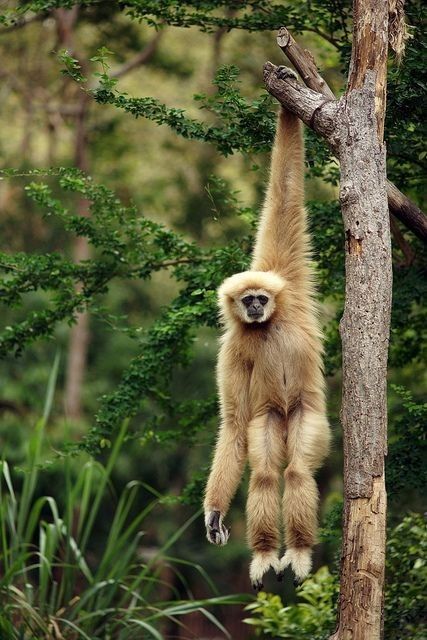 a white faced monkey hanging from a tree