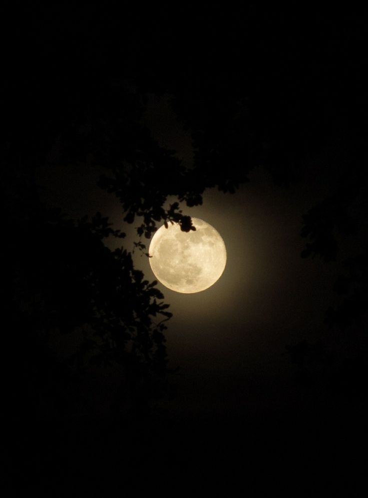 the full moon shines brightly in the dark night sky above some trees and branches