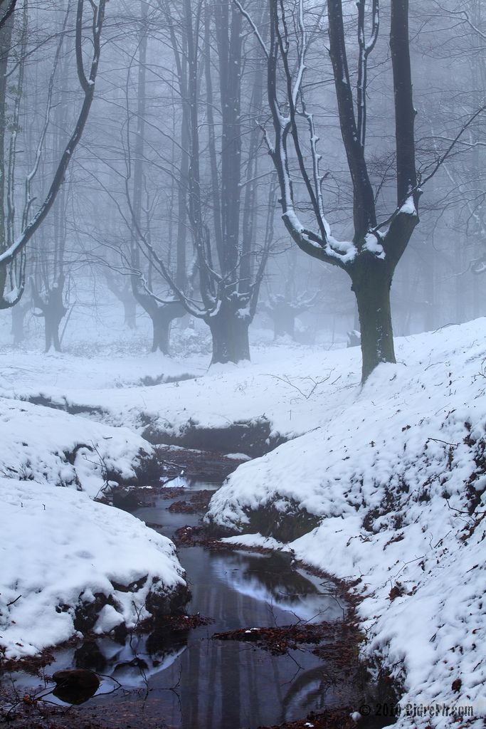 a stream running through a snow covered forest