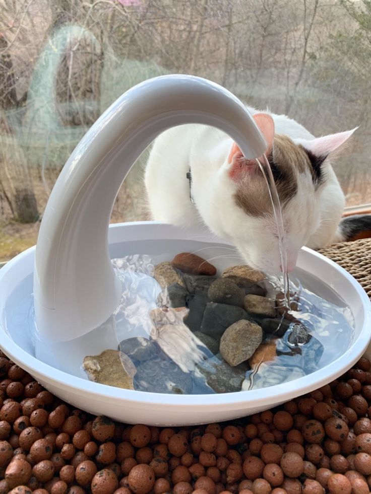 a cat drinking water from a bowl filled with rocks