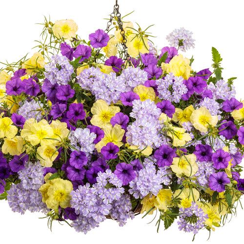 purple, yellow and white flowers are hanging from a planter with green leaves on it