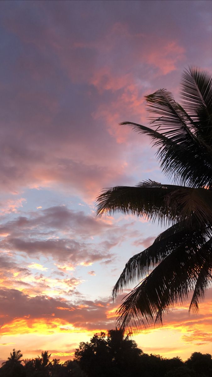 a palm tree is silhouetted against a colorful sunset in the tropical island town of cancucilla, costa rica