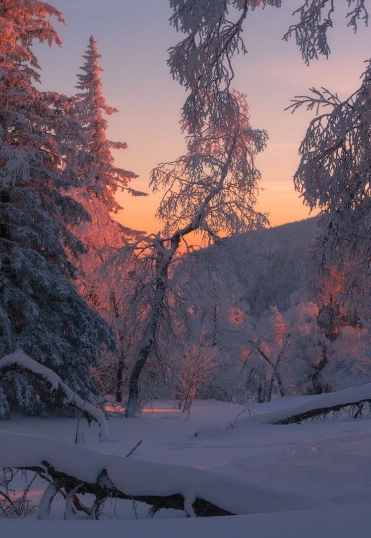 the sun is setting behind some trees covered in snow