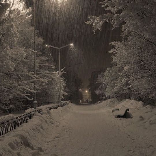 a snowy night with street lights and trees