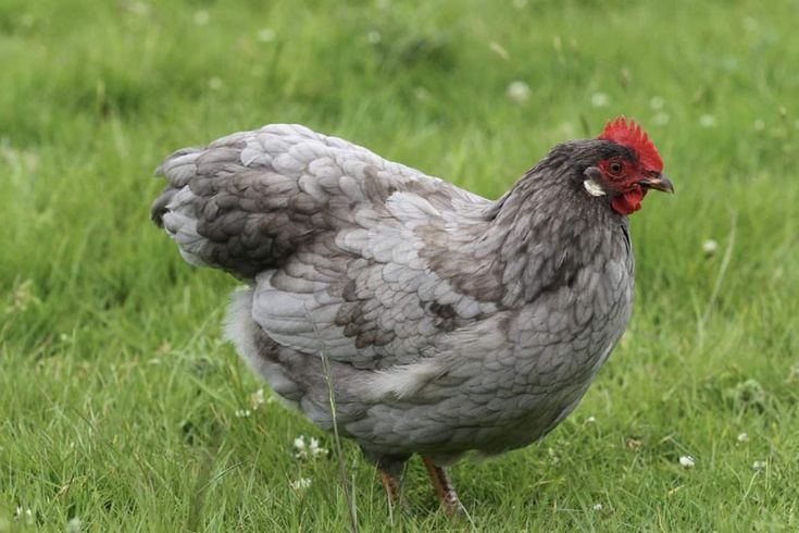 a gray and white chicken standing in the grass