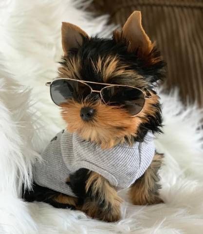 a small dog wearing sunglasses and a sweater