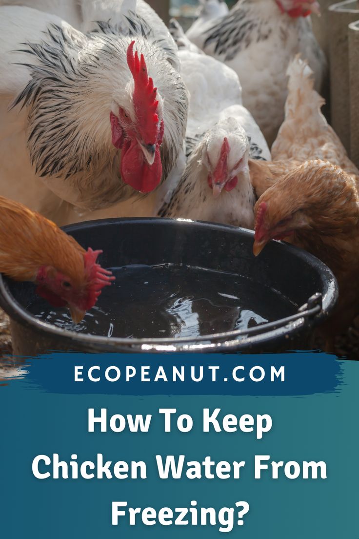 chickens drinking water from a bucket with the words how to keep chicken water from freezing?