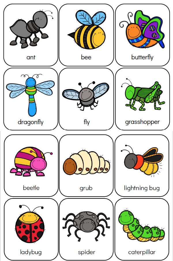 an insect matching game for kids with pictures