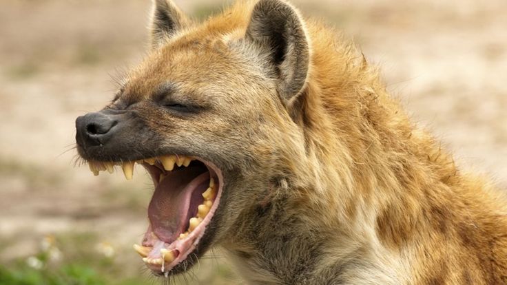 a hyena yawning with its mouth open and the words jagen als een hyena