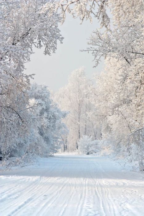 a snowboarder is going down the road in front of trees covered with snow