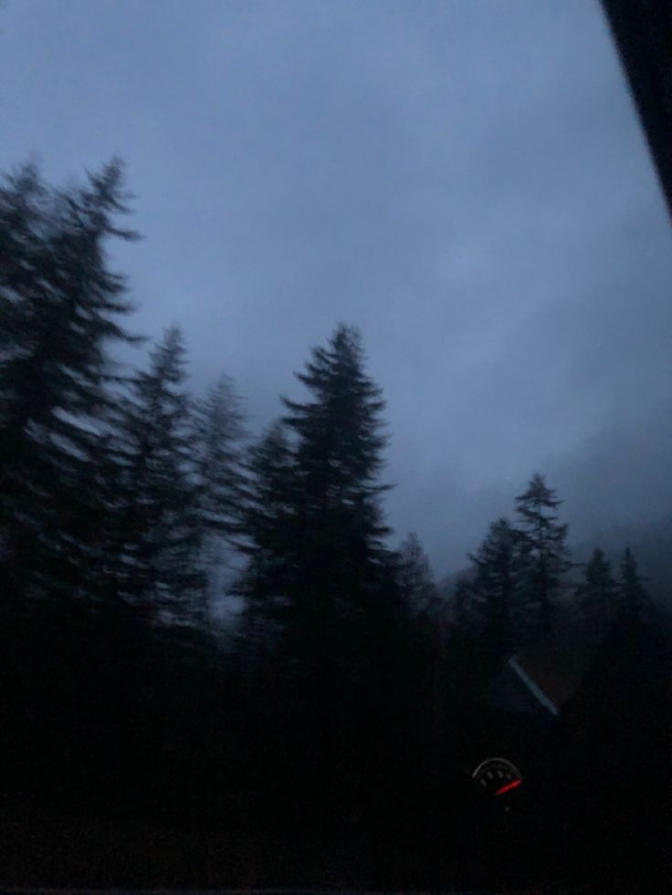 trees are seen through the window of a vehicle on a foggy day in the woods