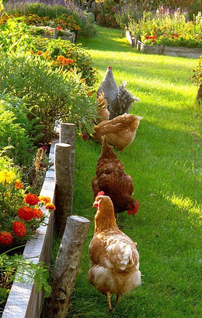 Farm Aesthetic, Raising Quail, Farm Lifestyle, Výtvarné Reference, Future Farms, Unique Garden, Ranch Life, Chicken House, Chicken Farm