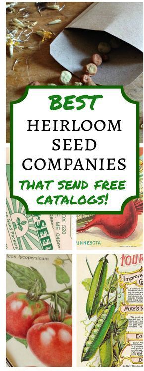 the best heir seed companies that send free catalogs