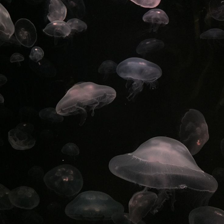 a group of jellyfish floating in the water