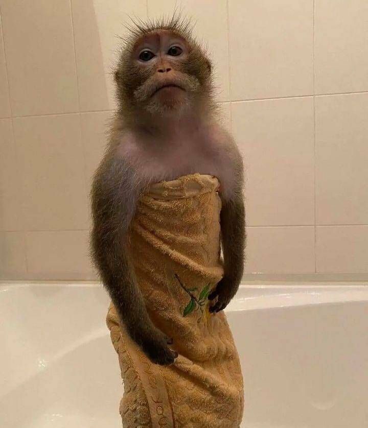 a monkey wrapped in a towel standing on top of a bath tub