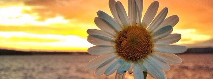 a large white flower sitting on top of a wooden table next to the ocean at sunset