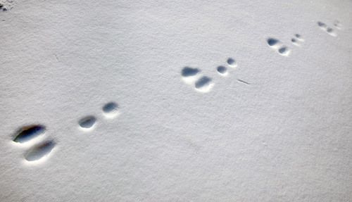 footprints in the snow with one animal's paw prints on it and another animal's foot print