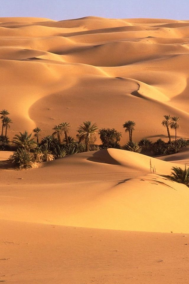 the desert is full of sand dunes and palm trees