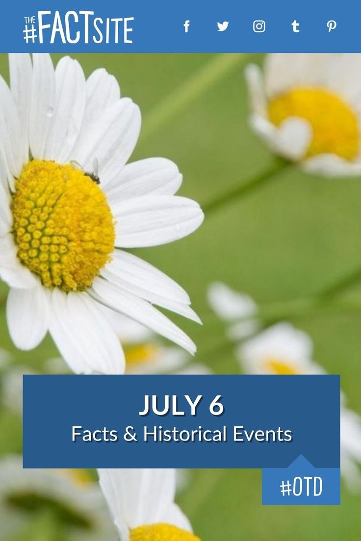 a white daisy with yellow centers and the words fact site july 6, 2013 on it