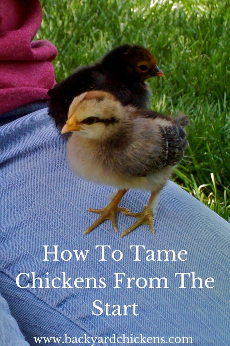 a small chicken sitting on top of someone's lap with the words how to tame chickens from the start