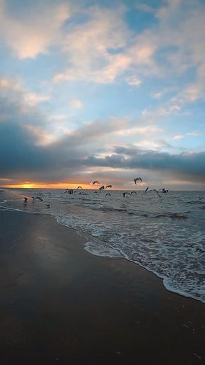 seagulls flying over the ocean at sunset with birds in the sky and on the beach