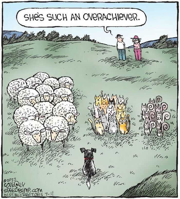 a dog is standing in front of a herd of sheep, with the caption she's such an overachier