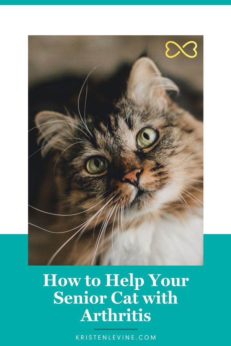 a cat with the words how to help your senior cat with arthriis on it