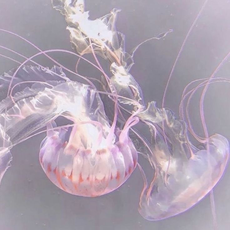 two jellyfish are swimming in the water