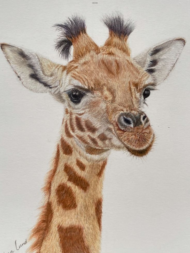 a drawing of a baby giraffe's face