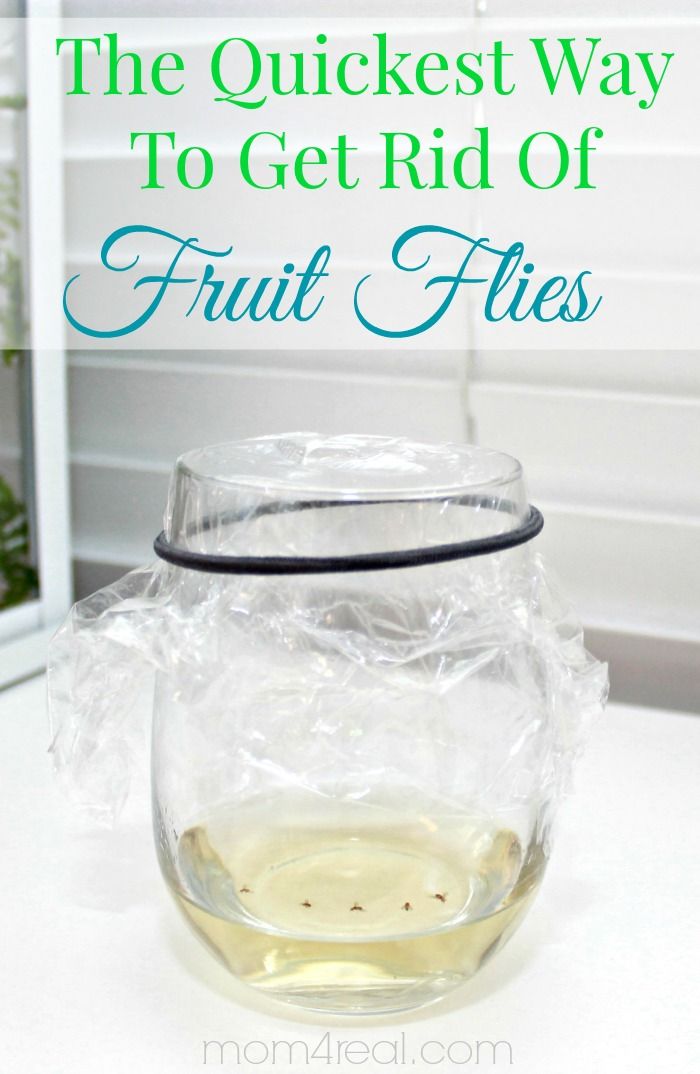 the quickest way to get rid of fruit flies in a jar with text overlay