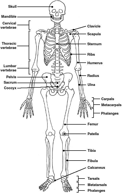 the human skeleton and its major bones