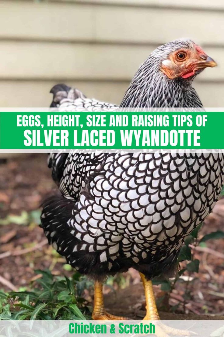 a chicken standing on the ground with text overlay that reads eggs, height, and raising tips of silver laced wyandote