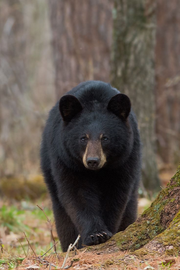 a large black bear walking through a forest