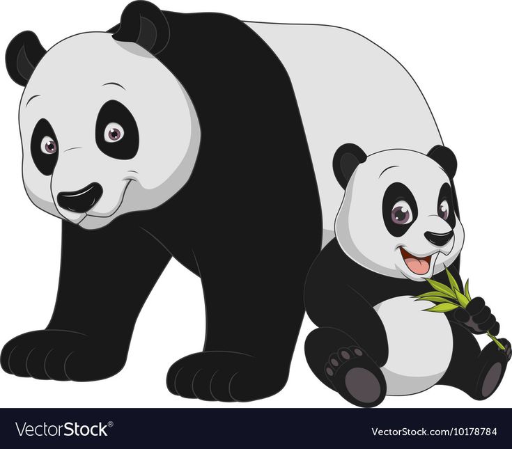 two panda bears are eating bamboo leaves