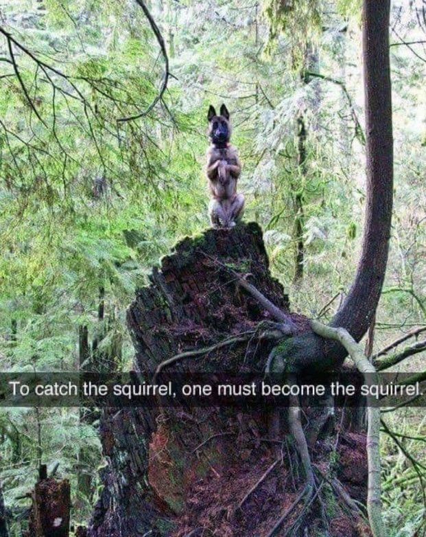 a dog sitting on top of a tree stump in the woods with a quote written below it