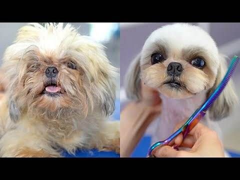 two small dogs sitting next to each other on top of a blue chair with a toothbrush in it's mouth