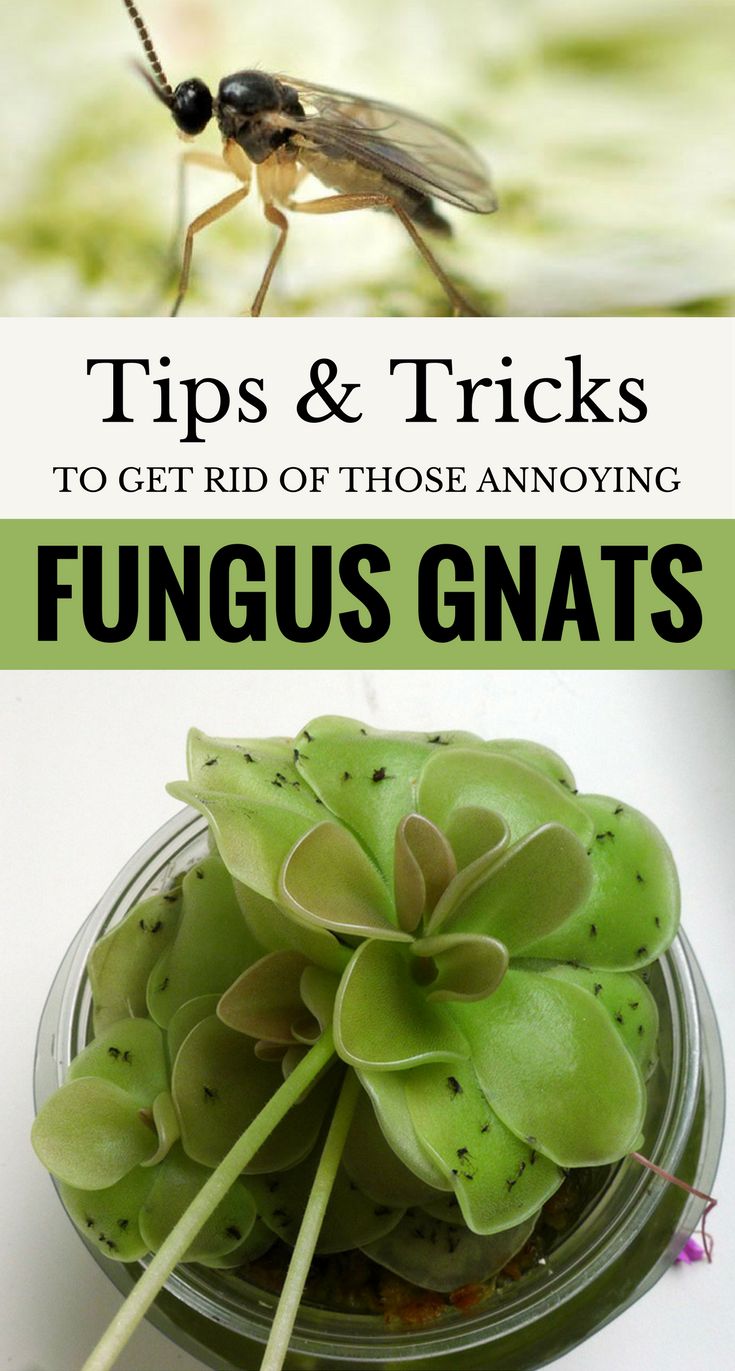 Cleaning Schedules, Nature, Gnats In House Plants, Fruit Flies In House, Inside House Plants, Get Rid Of Gnats, How To Get Rid Of Gnats, Fungus Gnats, Plant Bugs